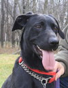Diva-ADOPTED 12.31.12