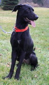 Diva-ADOPTED 12.31.12