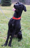 Diva-ADOPTED 12.31.12