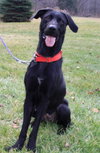 Diva-ADOPTED 12.31.12