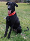 Diva-ADOPTED 12.31.12