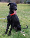 Diva-ADOPTED 12.31.12