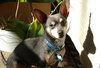 Maury-ADOPTED 05.23.13