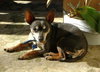 Maury-ADOPTED 05.23.13