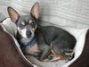 Maury-ADOPTED 05.23.13