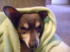 Maury-ADOPTED 05.23.13