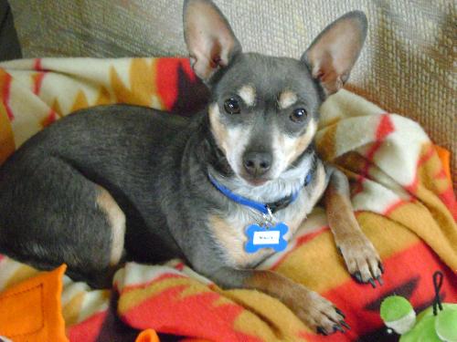 Maury-ADOPTED 05.23.13