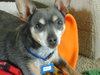 Maury-ADOPTED 05.23.13