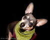 Maury-ADOPTED 05.23.13