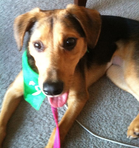 Blossom-ADOPTED 11.12.12