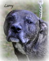 Larry-MELLOW GUY-ADOPTED 01.23.13