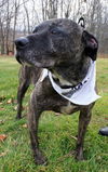 Larry-MELLOW GUY-ADOPTED 01.23.13