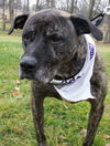 Larry-MELLOW GUY-ADOPTED 01.23.13