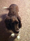 Ms. Brandy-ADOPTED 11.23.12