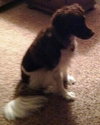 Ms. Brandy-ADOPTED 11.23.12
