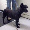 Seraphina-ADOPTED 09.28.13