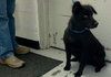 Seraphina-ADOPTED 09.28.13