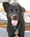 Seraphina-ADOPTED 09.28.13