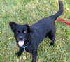 Seraphina-ADOPTED 09.28.13