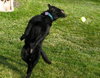 Seraphina-ADOPTED 09.28.13