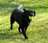 Seraphina-ADOPTED 09.28.13