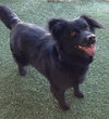 Seraphina-ADOPTED 09.28.13