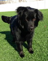 Seraphina-ADOPTED 09.28.13