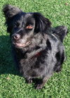 Seraphina-ADOPTED 09.28.13
