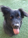 Seraphina-ADOPTED 09.28.13