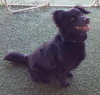 Seraphina-ADOPTED 09.28.13