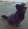 Seraphina-ADOPTED 09.28.13