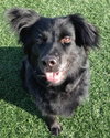 Seraphina-ADOPTED 09.28.13