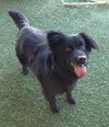 Seraphina-ADOPTED 09.28.13