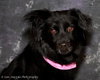 Seraphina-ADOPTED 09.28.13