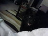 Seraphina-ADOPTED 09.28.13
