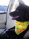 Seraphina-ADOPTED 09.28.13