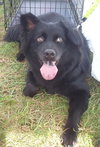 Seraphina-ADOPTED 09.28.13