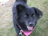 Seraphina-ADOPTED 09.28.13