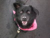 Seraphina-ADOPTED 09.28.13