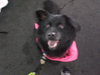 Seraphina-ADOPTED 09.28.13