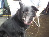 Seraphina-ADOPTED 09.28.13