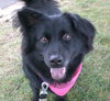Seraphina-ADOPTED 09.28.13
