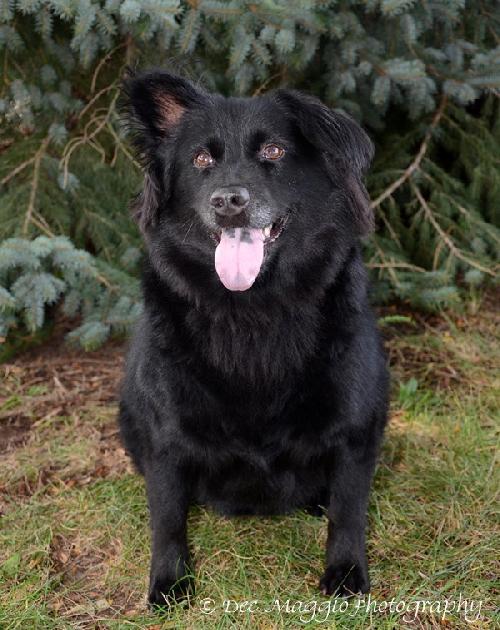 Seraphina-ADOPTED 09.28.13