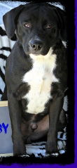 Tripp-ADOPTED 12.20.12