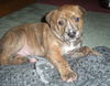 Gg Litter Bentley - ADOPTED 11.30.12