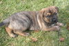 Gg Litter Axel - ADOPTED 12.01.12