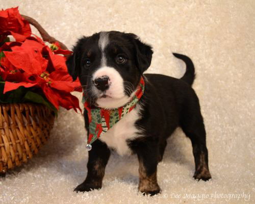 Gg Litter Wish - ADOPTED 12.01.12