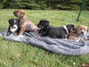 Gg Litter Wish - ADOPTED 12.01.12