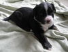 Gg Litter Wish - ADOPTED 12.01.12