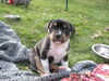 Gg Litter Quinn - ADOPTED 12.01.12